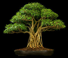 Ficus religiosa (Bodhi Peepal Tree) 25 sementes | RARO Bonsai de interior de planta de casa Reino Unido comprar usado  Enviando para Brazil