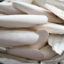 20x natural cuttlefish for sale  Shipping to Ireland