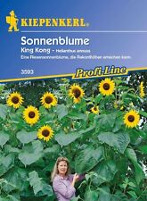 Sonnenblume king kong gebraucht kaufen  Elchesheim-Illingen