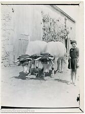 Antique photograph. agricultur d'occasion  Expédié en Belgium