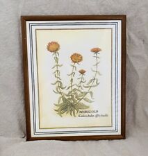 Vintage Framed Wall Art Print Marigold Floral Flower Calendula Officinalis for sale  Shipping to South Africa