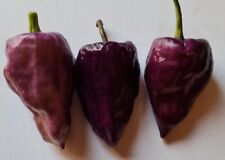 Semi peperoncino purple usato  Verrayes
