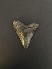 Genuine megalodon tooth for sale  NEWARK