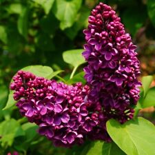 Syringa lilac ludwig for sale  MARCH