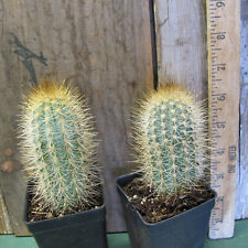 Pilosocereus baumii - GORGEOUS cactus! for sale  Shipping to South Africa