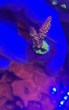 Rainbow acropora coral for sale  MELTON MOWBRAY