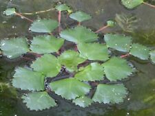 Floating water chestnut for sale  BUCKFASTLEIGH