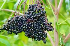 American elderberry seeds for sale  Wichita