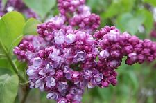 Purple lilac syringa for sale  MOELFRE
