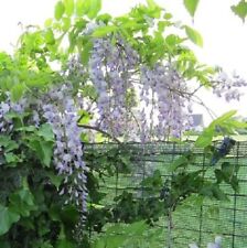 Blauregen wisteria pflanze gebraucht kaufen  Bocholt