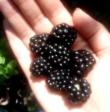 Giant blackberry seeds for sale  EXETER