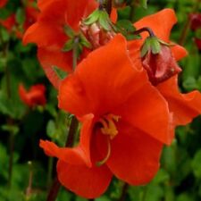 Mask Flower (Alonsoa Warscewiczii Scarlet)- 100 seeds for sale  Shipping to South Africa