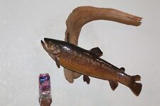 Taxidermy trophy trout for sale  Brandon
