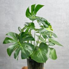 monsterra plants for sale  Brooklyn