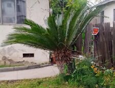 Big sago palm for sale  Azusa