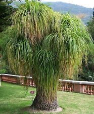 Pentola semi-pianta elefantenfuss acqua Palma semi piante balcone giardino d'inverno usato  Spedire a Italy