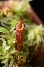 nepenthes pitcher plants for sale  Colorado Springs