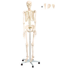 Anatomie modell skelett gebraucht kaufen  Deutschland