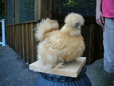 Silkie hatching eggs for sale  Afton