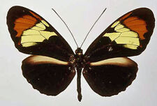 HELICONIUS HEURIPPA **** male *** Colombia--endemic (pinned) for sale  Shipping to South Africa
