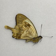 Butterfly papilio dardanus for sale  READING