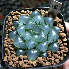 Haworthia obtusa Succulent plants potted Home Garden Bonsai decoration Plants for sale  Shipping to South Africa
