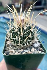 Echinofossulocactus palmillas  for sale  Covina
