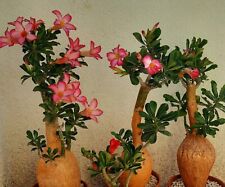 Desert rose adenium for sale  Shipping to Ireland