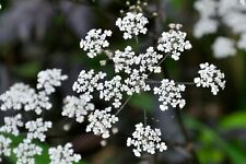 Cow parsley ravenswing for sale  GREENOCK