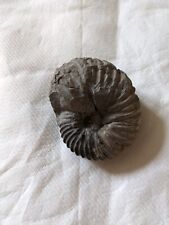 Ammonite albien d'occasion  Reims