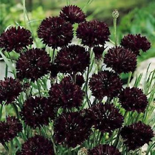 Cornflower black 100 for sale  Lakemore