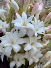 Double mexican tuberose for sale  USA