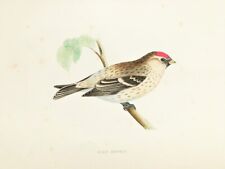 Mealy redpoll morris for sale  NORWICH