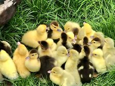 Muscovy duck hatching for sale  SPALDING