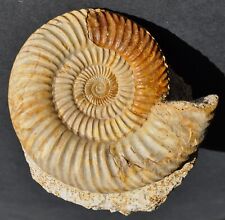 Ammonite bajocien d'occasion  Angers-