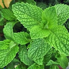 Mint herb plants for sale  GLASGOW