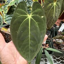 Orchidsource anthurium species for sale  San Marcos