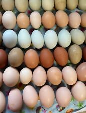 Rainbow hatching eggs for sale  Twin Lake