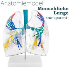 Anatomie modell transparent gebraucht kaufen  Schwalmstadt