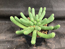 Euphorbia inermis cactus usato  Massafra