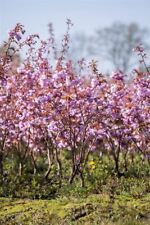 Prunus serrulata kanzan gebraucht kaufen  Westerstede