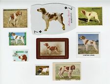 Brittany spaniel collection for sale  COLEFORD
