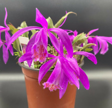Windowsill orchid pleione for sale  DURHAM