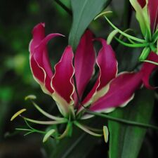 Glory lily seeds for sale  IPSWICH