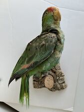 taxidermy vulture for sale  Beacon