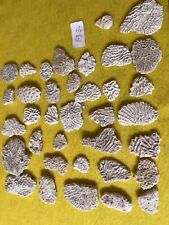 Authentic brain coral for sale  USA