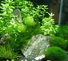 Nano aquarien pflanzen gebraucht kaufen  Deutschland