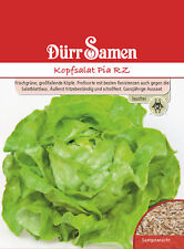Kopfsalat pia samen gebraucht kaufen  Rheinau