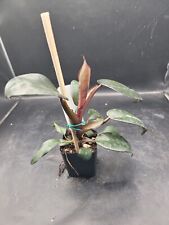 Philodendron black cardinal for sale  Hesperia