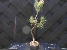 Bonsai scots pine for sale  CANNOCK